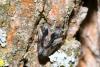 Issus coleoptratus